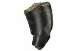 Bargain, Serrated, Allosaurus Tooth - Bone Cabin Quarry, Wyoming #171238-1